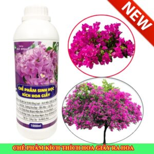 Giai đoạn kích hoa có thể bổ sung thêm chế phẩm kích hoa giấy ra hoa