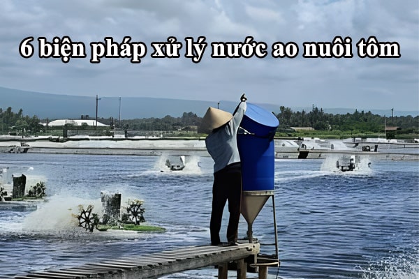 6 biện pháp xử lý nước ao nuôi tôm hiệu quả