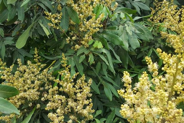 Kali phù hợp bón cho cây trồng trước thời điểm ra hoa