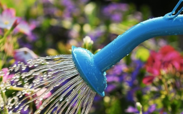 Cách làm hoa giấy ra hoa quanh năm