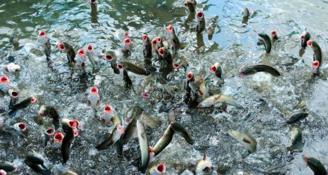 3. Lý do nên sử dụng men vi sinh xử lý ao nuôi thủy sản EMZEO TS