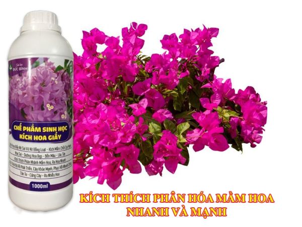 2. Phân bón siêu hoa giấy Đức Bình – lựa chọn hàng đầu của người trồng hoa