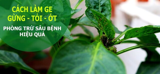 Tiến hành quy trình ủ GE gừng tỏi ớt tại nhà