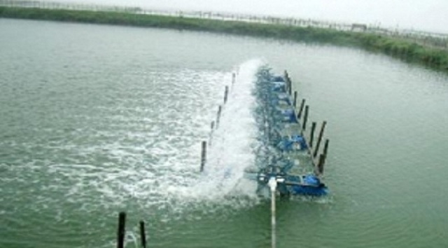 3. Lý do nên sử dụng men vi sinh xử lý ao nuôi thủy sản EMZEO TS