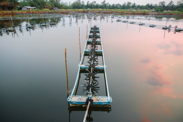 Sử dụng quạt để điều hòa oxy trong ao