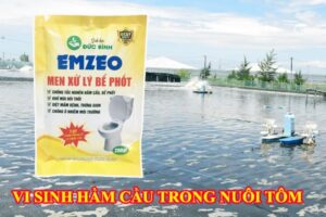 Vi sinh hầm cầu trong nuôi tôm và 4 điều cần biết