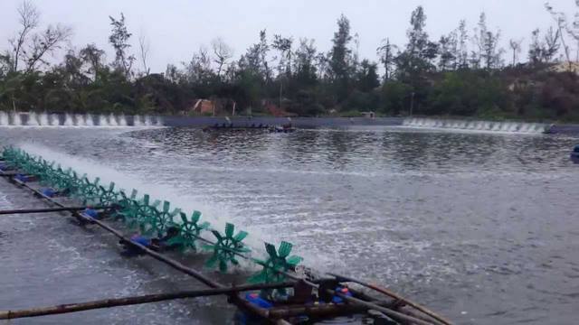 Tác dụng chính của vi sinh hầm cầu trong nuôi tôm