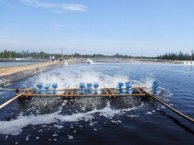 Tác dụng chính của vi sinh hầm cầu trong nuôi tôm