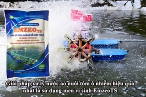 Cách xử lý nước ao nuôi tôm hiệu quả nhất là sử dụng men vi sinh EmzeoTS chuyên dụng cho ao tôm định kỳ và thường xuyên