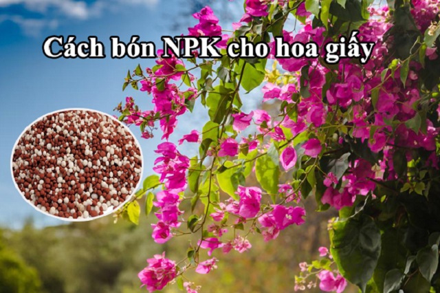 Cách bón NPK cho hoa giấy chuẩn kỹ thuật