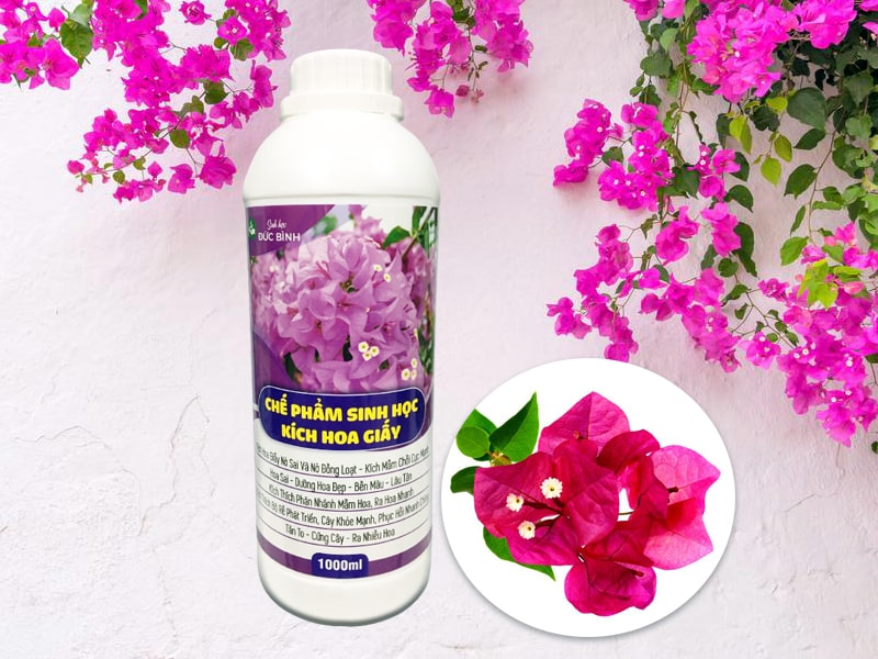 Phân bón siêu hoa giấy giúp hoa giấy sai bông, hoa to đẹp lâu tàn