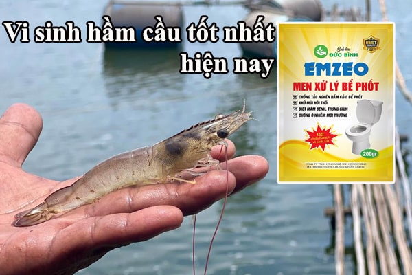 Hướng dẫn sử dụng vi sinh hầm cầu trong nuôi tôm