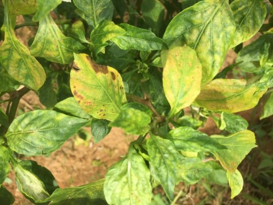 Bệnh thán thư xuất hiện với các đốm nhỏ màu nâu trên cành, lá và toàn thân cây