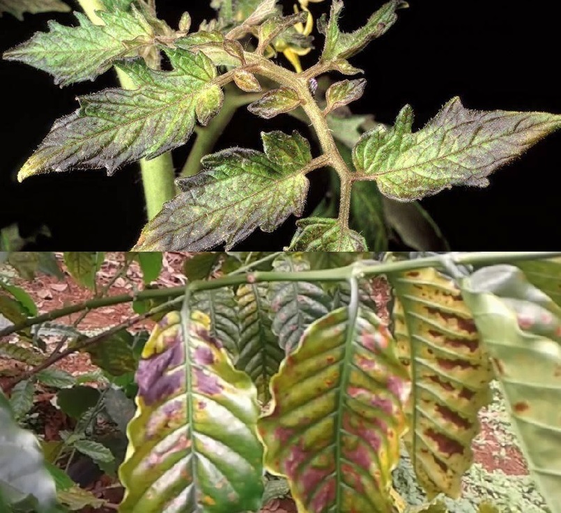 Biểu hiện và tác hại từ cây trồng bị thiếu lân