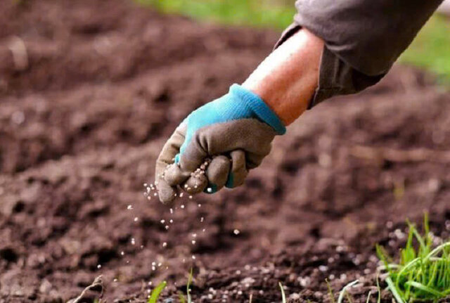 Cách bón lót khá đơn giản, dễ thực hiện