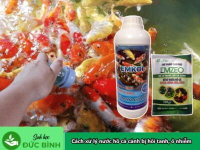 Cách xử lý nước hồ cá cảnh bị hôi tanh, ô nhiễm