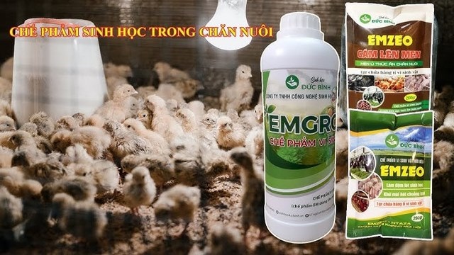 Chế phẩm sinh học xử lý môi trường giảm mùi hôi chuồng trại hiệu quả