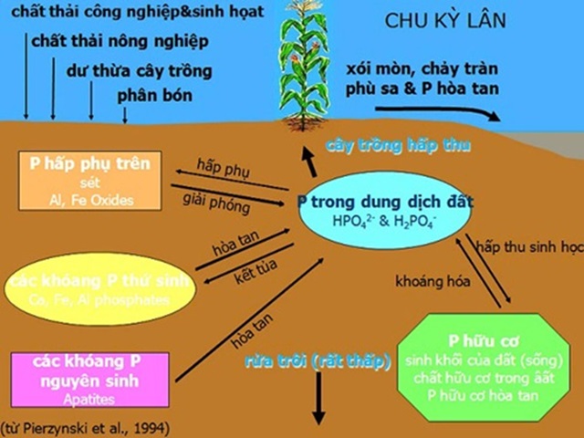  Chuyển hóa lân có tác dụng lớn trong quá trình sinh trường của cây