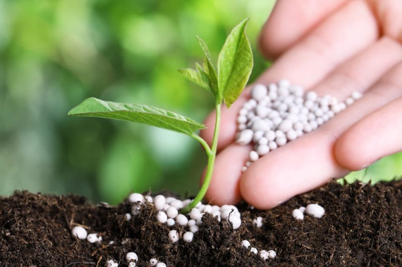 Để cây trồng có năng suất cao cần đảm bảo dùng đúng loại phân và bón đúng thời điểm