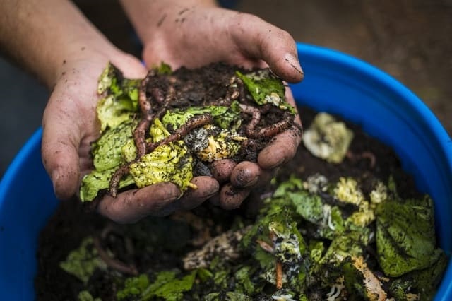 Khám phá về thành phần cấu thành của mùn bã hữu cơ