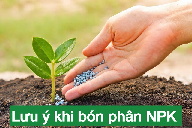 Một số vấn đề cần lưu ý sau khi biết cách bón NPK cho cây cảnh