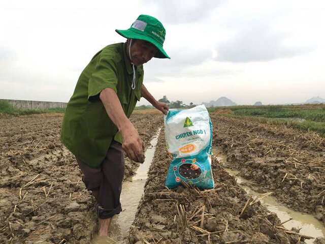 Nắm vững kỹ thuật bón lót để đạt được hiệu quả tốt nhất