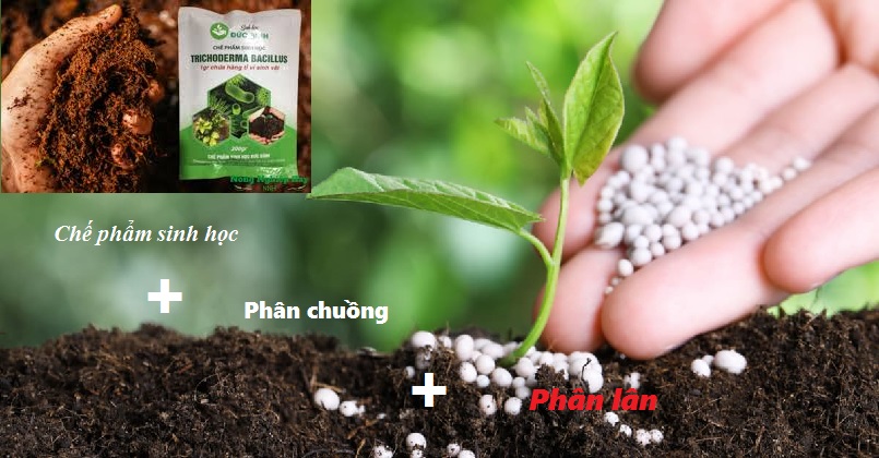 Nên sử dụng chế phẩm sinh học trong ủ phân chuồng với phân lân