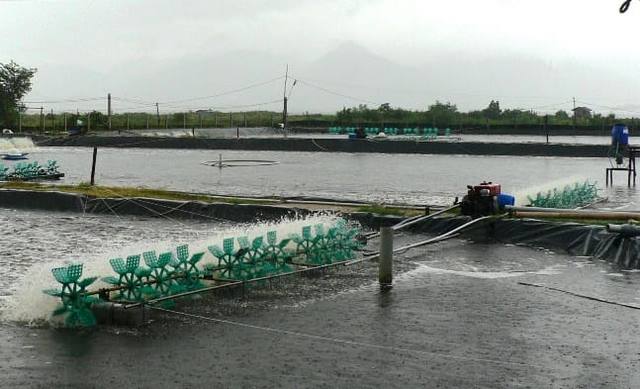 Nước nuôi tôm có thể được xử lý bằng các loại chế phẩm vi sinh