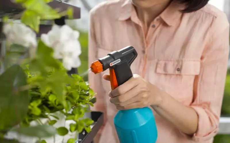 Nước rửa chén có tác dụng tiêu diệt rệp sáp bằng cách làm tắc đường thở của chúng