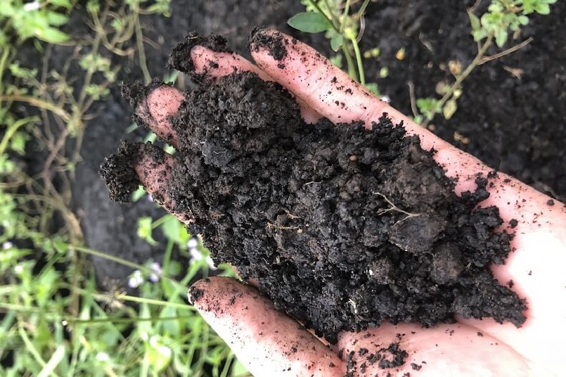 Phân bắc giúp vi sinh vật phát triển, phân hủy chất hữu cơ thành mùn