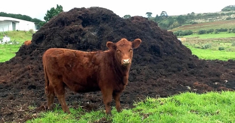 Phân bò được dùng rộng rãi nhất trong các loại phân chuồng