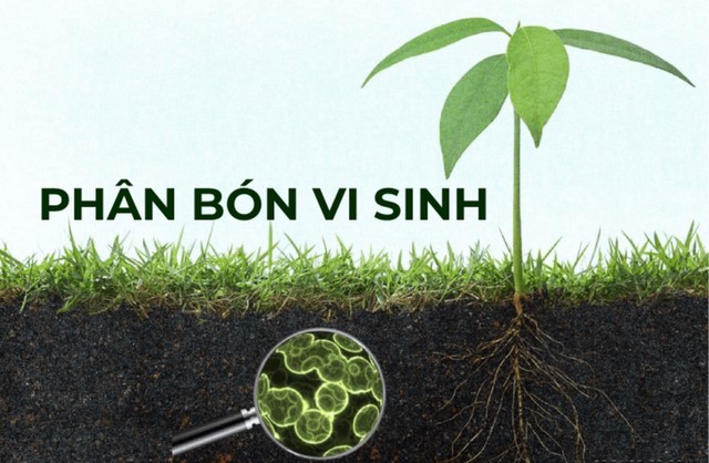 Phân bón vi sinh giúp tái tạo môi trường đất, kích thích cây trồng phát triển
