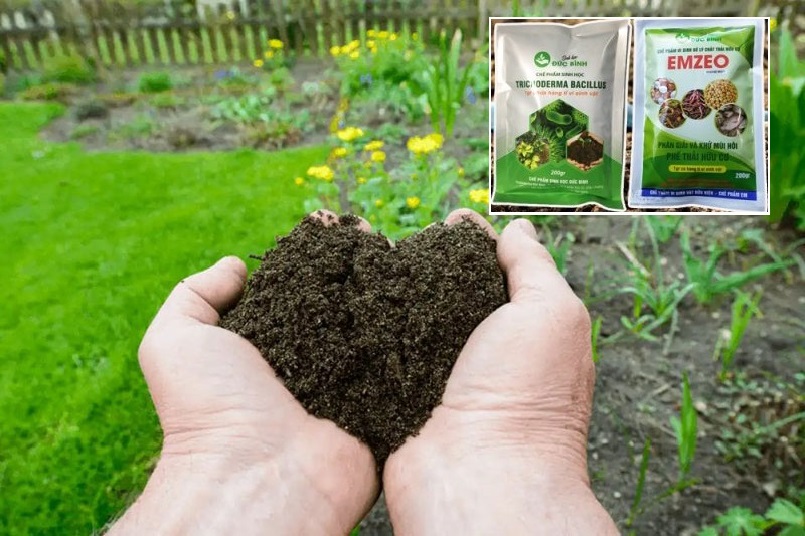 Phân chuồng nên được ủ hoai mục trước khi bón cho cây trồng