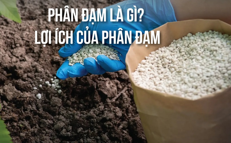 Phân đạm có vai trò quan trọng trong việc kích thích sinh trưởng của cây trồng
