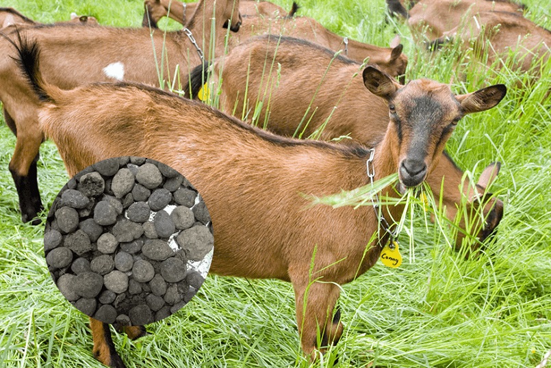 Phân dê ít gây mùi khó chịu