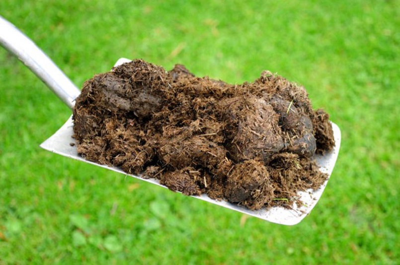 Phân heo thích hợp bón cho cây ăn quả đang ra hoa 