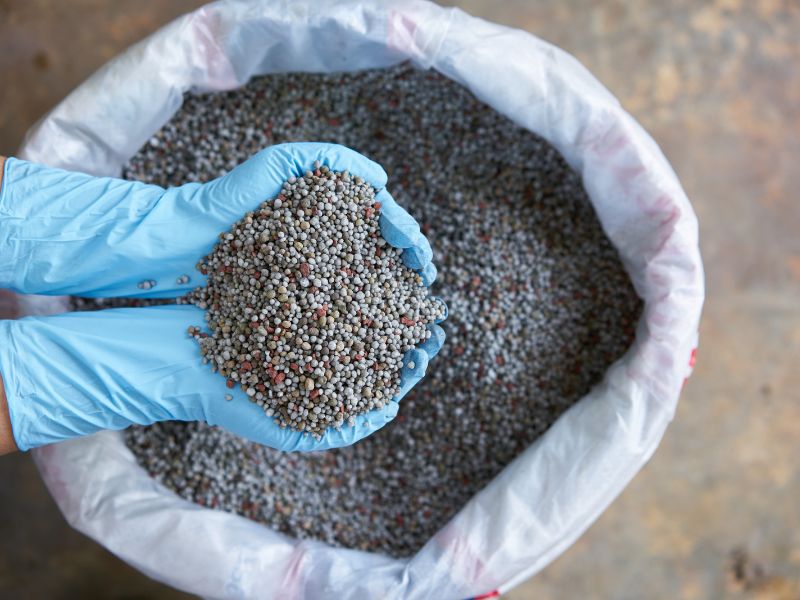 Phân lân đóng vai trò quan trọng trong việc kích thích bộ rễ phát triển