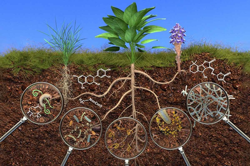 Phân vi sinh có tác dụng cải thiện sức đề kháng, giúp cây chống lại bệnh tật