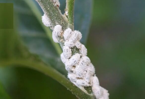 Rệp sáp gây ra những hậu quả nghiêm trọng cho năng suất cây trồng