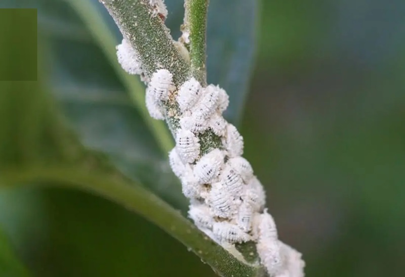 Rệp sáp gây ra những hậu quả nghiêm trọng cho năng suất cây trồng