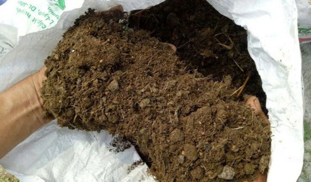 Trộn hạt cùng phân bón vi sinh chuyển hóa lân là cách hay để bón cho cây