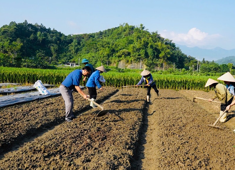 Ưu tiên phân hữu cơ và vi sinh trong giai đoạn chuẩn bị đất