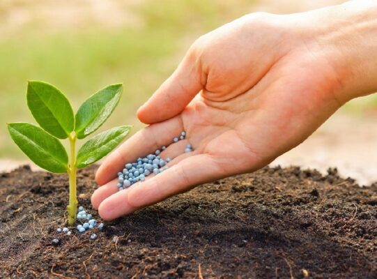 Vai trò của phân lân là gì ?