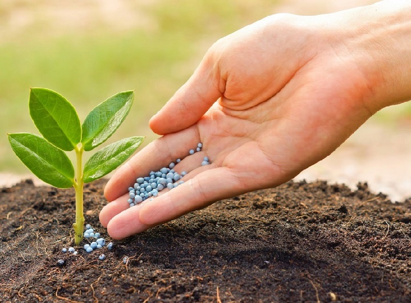 Vai trò của phân lân là gì ?