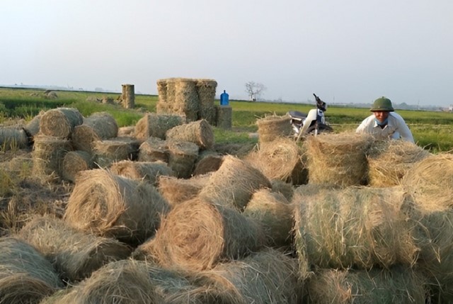 Xử lý phế phẩm trong nông nghiệp đúng cách giúp bảo vệ môi trường