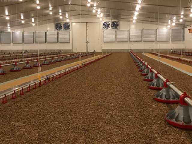 Chất độn sinh học giúp giảm mùi hôi tốt