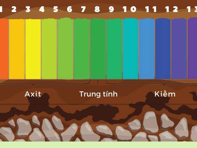 Chất hữu cơ giúp cân duy trì độ pH lý tưởng