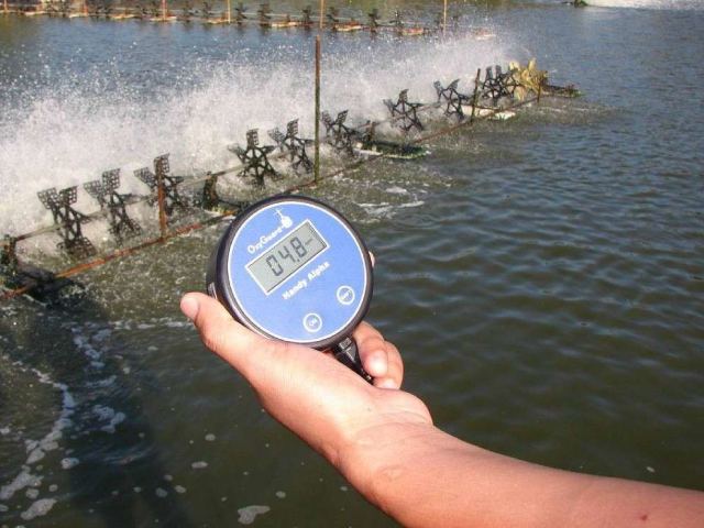 Điều chỉnh độ mặn trong nước nuôi tôm