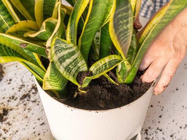 Kiểm tra, cắt tỉa cây thường xuyên