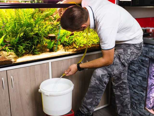 Kiểm tra hồ cá thường xuyên